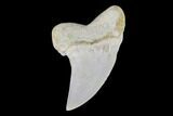 Mako Shark Tooth Fossil - Sharktooth Hill, CA #94727-1
